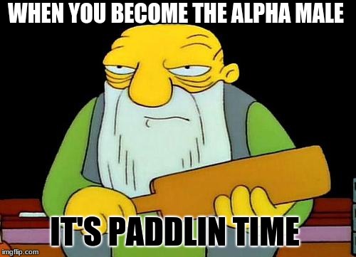 That's a paddlin' | WHEN YOU BECOME THE ALPHA MALE; IT'S PADDLIN TIME | image tagged in memes,that's a paddlin' | made w/ Imgflip meme maker