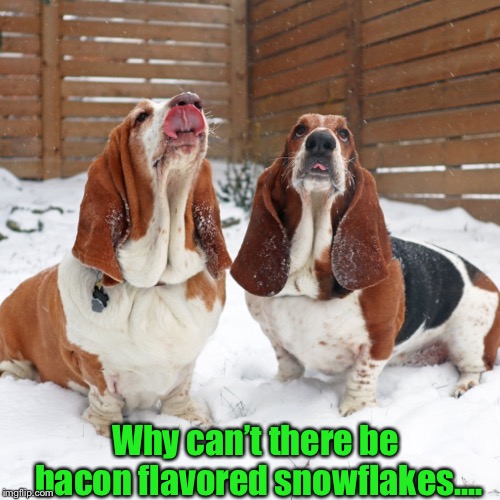 What every dog wants to know | Why can’t there be bacon flavored snowflakes.... | image tagged in basset hound,snowflakes,bacon,i love bacon,funny,dogs | made w/ Imgflip meme maker