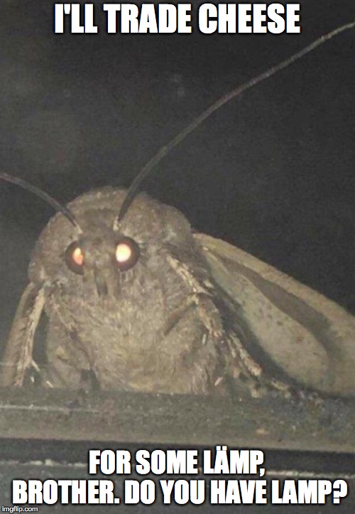 Moth | I'LL TRADE CHEESE FOR SOME LÄMP, BROTHER. DO YOU HAVE LAMP? | image tagged in moth | made w/ Imgflip meme maker