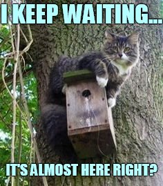 Bird Weekend February 1-3, a moemeobro, Claybourne, and 1forpeace Event | I KEEP WAITING... IT'S ALMOST HERE RIGHT? | image tagged in memes,bird weekend,cat,on,bird house,still waiting | made w/ Imgflip meme maker