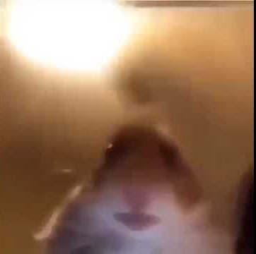 hamster Blank Meme Template