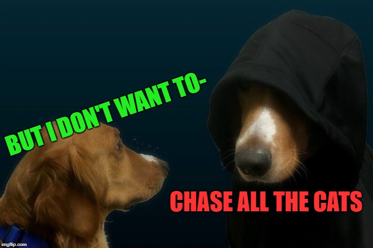 Evil dog | BUT I DON'T WANT TO-; CHASE ALL THE CATS | image tagged in evil dog | made w/ Imgflip meme maker