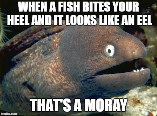 sea what i did there | WHEN A FISH BITES YOUR HEEL AND IT LOOKS LIKE AN EEL; THAT'S A MORAY | image tagged in memes,bad joke eel | made w/ Imgflip meme maker