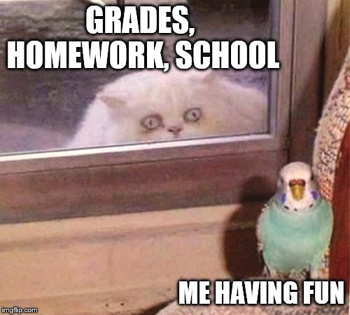 Bird Weekend February 1-3, a moemeobro, Claybourne, and 1forpeace event  | GRADES, HOMEWORK, SCHOOL; ME HAVING FUN | image tagged in bird weekend,claybourne,1forpeace,homework,cat,school | made w/ Imgflip meme maker