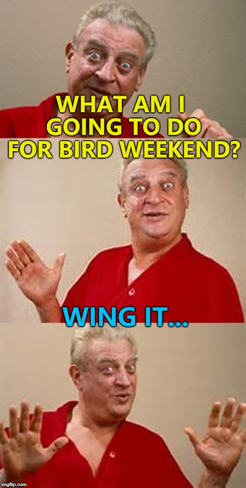 Bird Weekend February 1-3, a moemeobro, Claybourne, and 1forpeace extravaganza... :) | WHAT AM I GOING TO DO FOR BIRD WEEKEND? WING IT... | image tagged in bad pun dangerfield,memes,bird weekend,animals | made w/ Imgflip meme maker