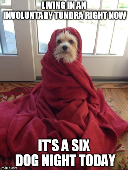 coldpuppy | LIVING IN AN INVOLUNTARY TUNDRA RIGHT NOW; IT'S A SIX DOG NIGHT TODAY | image tagged in coldpuppy | made w/ Imgflip meme maker