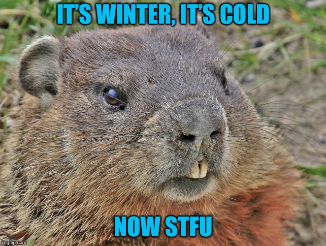 Ground hog | IT’S WINTER, IT’S COLD; NOW STFU | image tagged in ground hog | made w/ Imgflip meme maker