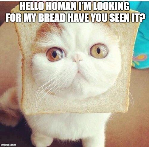 Breadcat | HELLO HOMAN I'M LOOKING FOR MY BREAD HAVE YOU SEEN IT? | image tagged in breadcat | made w/ Imgflip meme maker