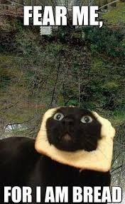 CATBREAD | image tagged in funny cats | made w/ Imgflip meme maker