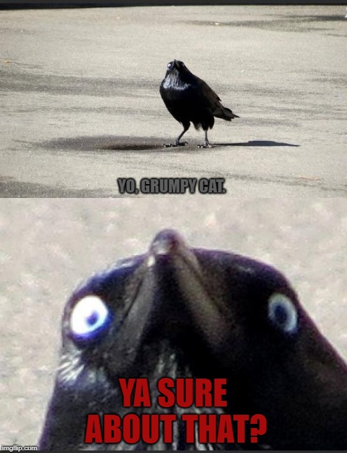 insanity crow | YO, GRUMPY CAT. YA SURE ABOUT THAT? | image tagged in insanity crow | made w/ Imgflip meme maker