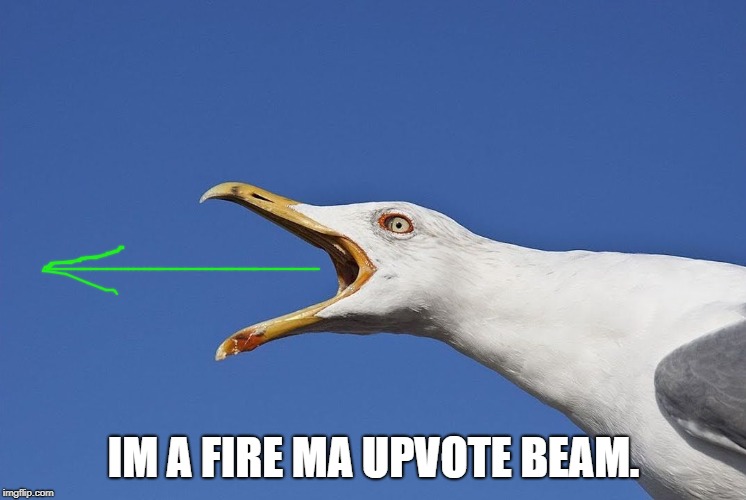 Sea Gull | IM A FIRE MA UPVOTE BEAM. | image tagged in sea gull | made w/ Imgflip meme maker
