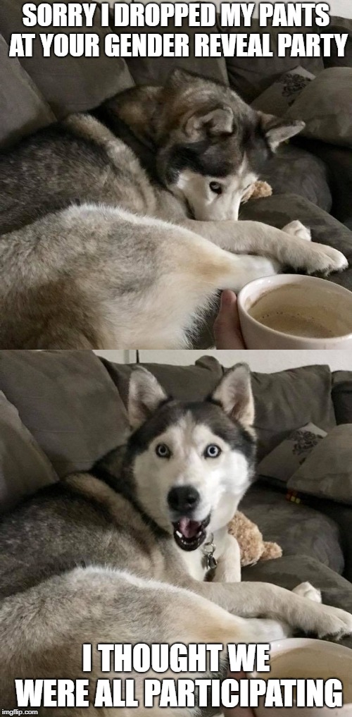 Apologetic Husky | SORRY I DROPPED MY PANTS AT YOUR GENDER REVEAL PARTY; I THOUGHT WE WERE ALL PARTICIPATING | image tagged in husky,dad joke dog,funny dogs | made w/ Imgflip meme maker