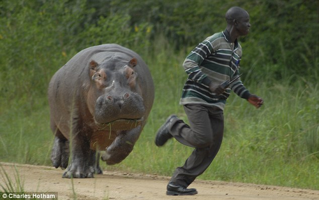 High Quality hippo runner Blank Meme Template