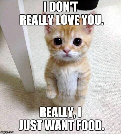 Cute Cat Meme | I DON'T REALLY LOVE YOU. REALLY, I JUST WANT FOOD. | image tagged in memes,cute cat | made w/ Imgflip meme maker