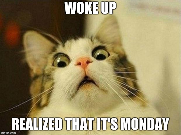 Scared Cat Meme | WOKE UP; REALIZED THAT IT'S MONDAY | image tagged in memes,scared cat | made w/ Imgflip meme maker