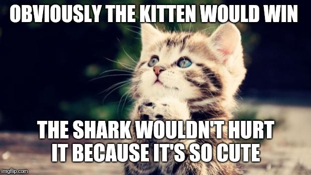 Cute kitten | OBVIOUSLY THE KITTEN WOULD WIN THE SHARK WOULDN'T HURT IT BECAUSE IT'S SO CUTE | image tagged in cute kitten | made w/ Imgflip meme maker