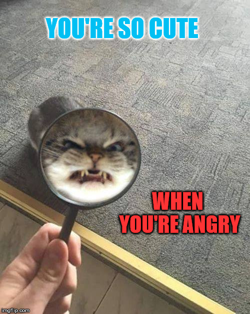 Differing Perspectives | YOU'RE SO CUTE; WHEN YOU'RE ANGRY | image tagged in cat,angry,mad,cute,magnifying glass,perspective | made w/ Imgflip meme maker