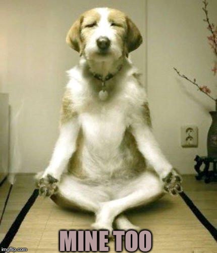 Yoga Dog | MINE TOO | image tagged in yoga dog | made w/ Imgflip meme maker