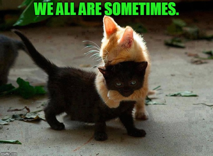 kitten hug | WE ALL ARE SOMETIMES. | image tagged in kitten hug | made w/ Imgflip meme maker