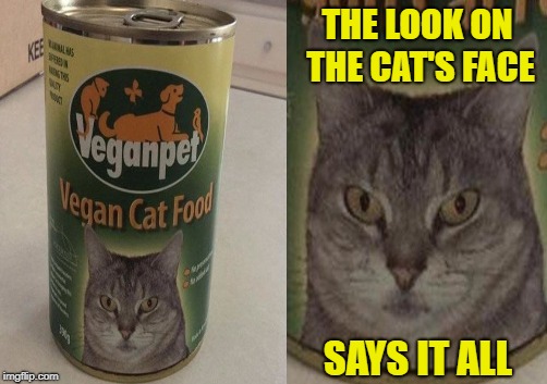 Vegan Cat | THE LOOK ON THE CAT'S FACE; SAYS IT ALL | image tagged in funny memes,cats,repost,vegan,funny cat memes | made w/ Imgflip meme maker