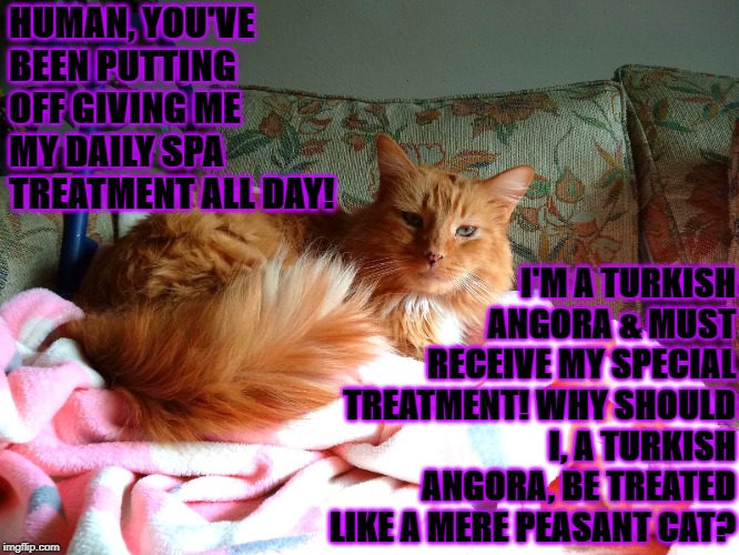 HUMAN, YOU'VE BEEN PUTTING OFF GIVING ME MY DAILY SPA TREATMENT ALL DAY! I'M A TURKISH ANGORA & MUST RECEIVE MY SPECIAL TREATMENT! WHY SHOULD I, A TURKISH ANGORA, BE TREATED LIKE A MERE PEASANT CAT? | image tagged in smug turd | made w/ Imgflip meme maker