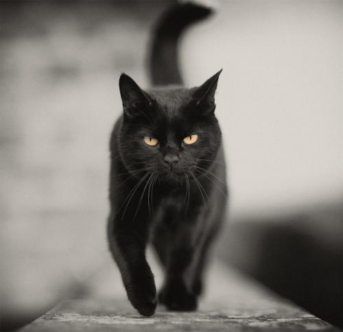 image tagged in cats,animals