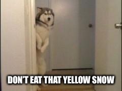 Embarassed Husky | DON’T EAT THAT YELLOW SNOW | image tagged in embarassed husky | made w/ Imgflip meme maker
