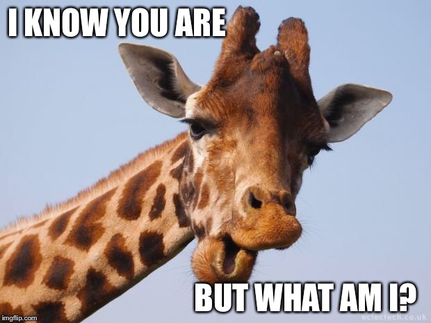 Comeback Giraffe | I KNOW YOU ARE BUT WHAT AM I? | image tagged in comeback giraffe | made w/ Imgflip meme maker