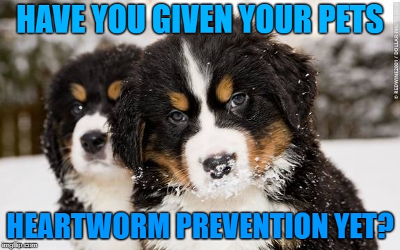 HAVE YOU GIVEN YOUR PETS; HEARTWORM PREVENTION YET? | made w/ Imgflip meme maker