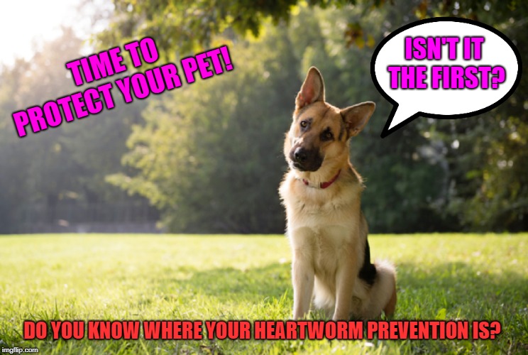 ISN'T IT THE FIRST? TIME TO PROTECT YOUR PET! DO YOU KNOW WHERE YOUR HEARTWORM PREVENTION IS? | made w/ Imgflip meme maker