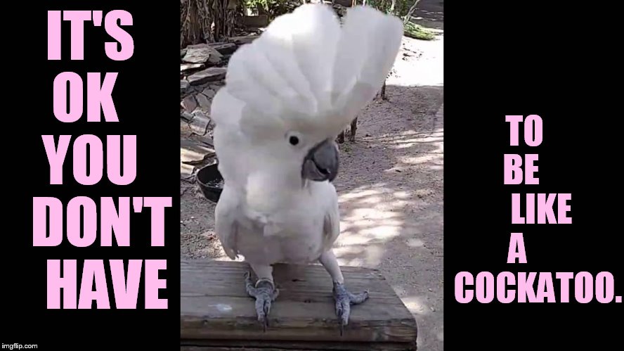 IT'S OK   YOU   DON'T   HAVE TO   BE       LIKE A       COCKATOO. | made w/ Imgflip meme maker
