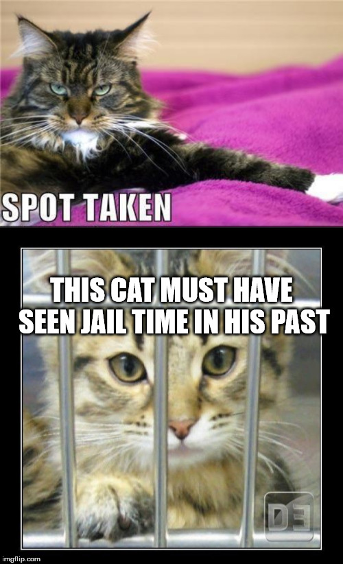 Tough Guy | THIS CAT MUST HAVE SEEN JAIL TIME IN HIS PAST | image tagged in cat,jail,time,past,spot,taken | made w/ Imgflip meme maker