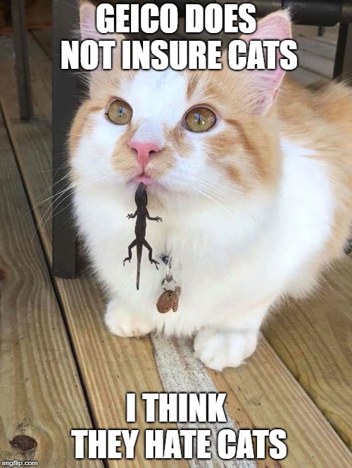 He hates me | GEICO DOES NOT INSURE CATS; I THINK THEY HATE CATS | image tagged in gecko,cat,cats,cat lizard,geckos hate cats | made w/ Imgflip meme maker