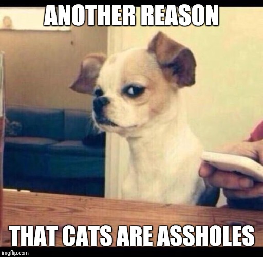 Mad dog | ANOTHER REASON THAT CATS ARE ASSHOLES | image tagged in mad dog | made w/ Imgflip meme maker