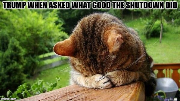 Embarrassed Cat | TRUMP WHEN ASKED WHAT GOOD THE SHUTDOWN DID | image tagged in embarrassed cat | made w/ Imgflip meme maker