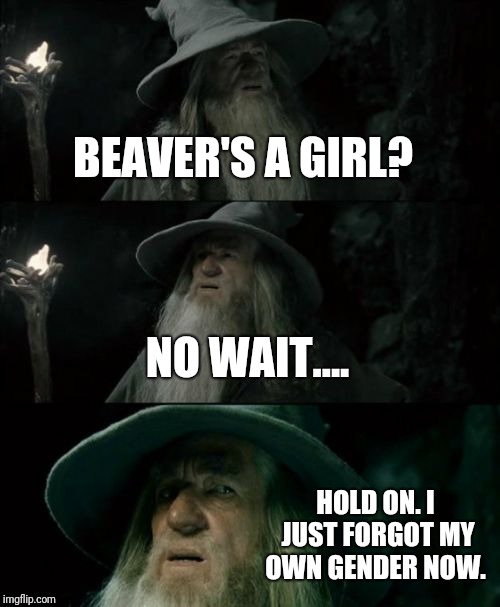 Confused Gandalf Meme | BEAVER'S A GIRL? NO WAIT.... HOLD ON. I JUST FORGOT MY OWN GENDER NOW. | image tagged in memes,confused gandalf | made w/ Imgflip meme maker