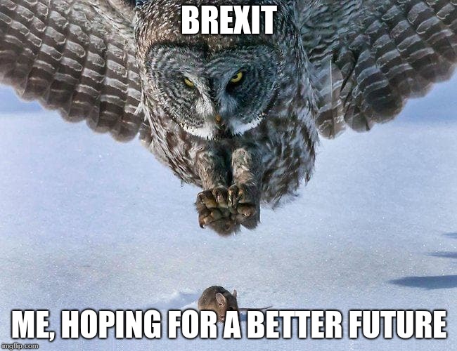 owl hunts mouse bottom spacing | BREXIT; ME, HOPING FOR A BETTER FUTURE | image tagged in owl hunts mouse extended | made w/ Imgflip meme maker