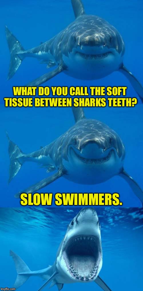 Bad Shark Pun  | WHAT DO YOU CALL THE SOFT TISSUE BETWEEN SHARKS TEETH? SLOW SWIMMERS. | image tagged in bad shark pun | made w/ Imgflip meme maker