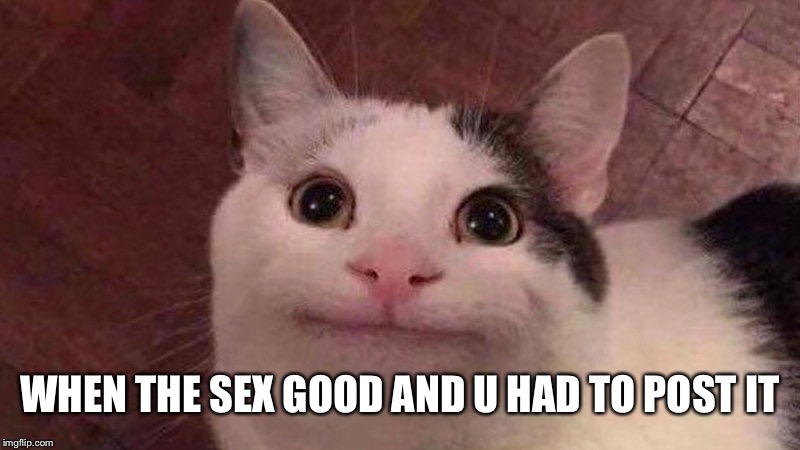 Polite Cat | WHEN THE SEX GOOD AND U HAD TO POST IT | image tagged in polite cat | made w/ Imgflip meme maker