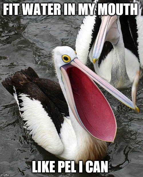 Happy pelican | FIT WATER IN MY MOUTH LIKE PEL I CAN | image tagged in happy pelican | made w/ Imgflip meme maker