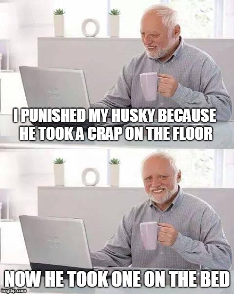 Hide the Pain Harold Meme | I PUNISHED MY HUSKY BECAUSE HE TOOK A CRAP ON THE FLOOR; NOW HE TOOK ONE ON THE BED | image tagged in memes,hide the pain harold | made w/ Imgflip meme maker