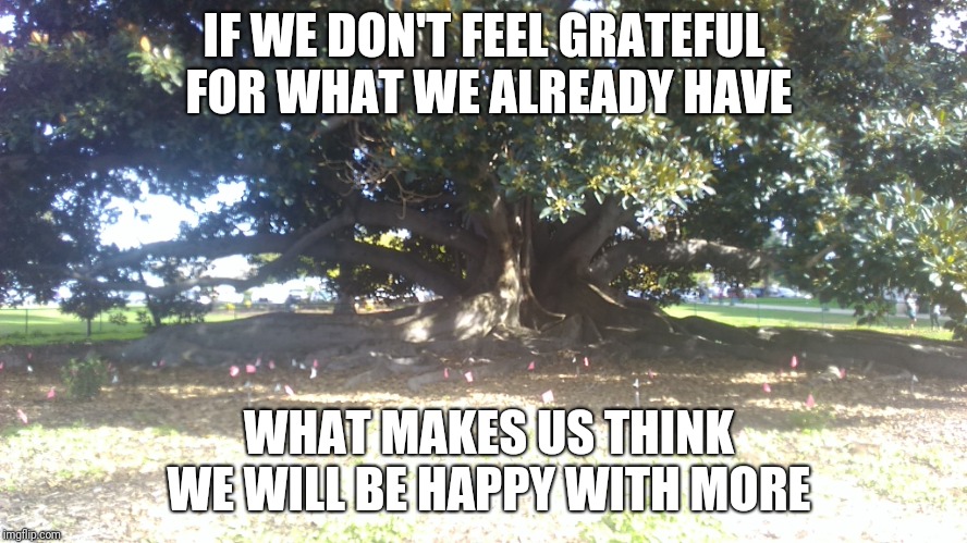 Big tree | IF WE DON'T FEEL GRATEFUL FOR WHAT WE ALREADY HAVE; WHAT MAKES US THINK WE WILL BE HAPPY WITH MORE | image tagged in big tree | made w/ Imgflip meme maker
