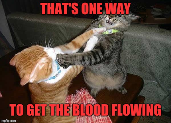 Two cats fighting for real | THAT'S ONE WAY TO GET THE BLOOD FLOWING | image tagged in two cats fighting for real | made w/ Imgflip meme maker