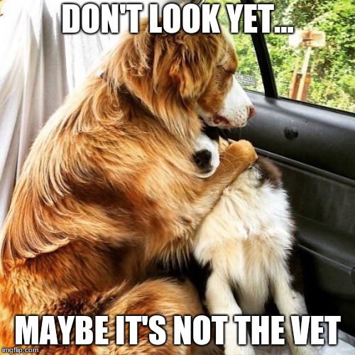 please be the park....... please be the park | DON'T LOOK YET... MAYBE IT'S NOT THE VET | image tagged in dogs,funny dogs | made w/ Imgflip meme maker