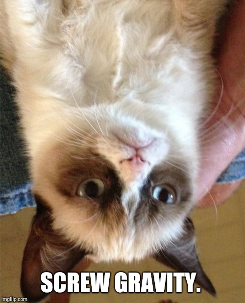 Grumpy Cat Meme | SCREW GRAVITY. | image tagged in memes,grumpy cat | made w/ Imgflip meme maker