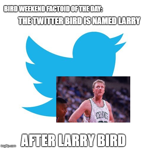 Bird Weekend 2/1 - 2/3 - A moemeobro, Claybourne, and 1forpeace event | BIRD WEEKEND FACTOID OF THE DAY:; THE TWITTER BIRD IS NAMED LARRY; AFTER LARRY BIRD | image tagged in twitter birds says,bird weekend,the more you know,trivia | made w/ Imgflip meme maker