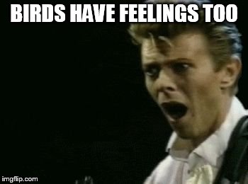 Offended David Bowie | BIRDS HAVE FEELINGS TOO | image tagged in offended david bowie | made w/ Imgflip meme maker