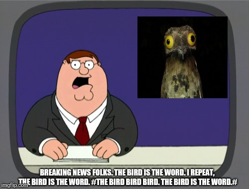 Peter Griffin News Meme | BREAKING NEWS FOLKS. THE BIRD IS THE WORD. I REPEAT, THE BIRD IS THE WORD. #THE BIRD BIRD BIRD. THE BIRD IS THE WORD.# | image tagged in memes,peter griffin news | made w/ Imgflip meme maker