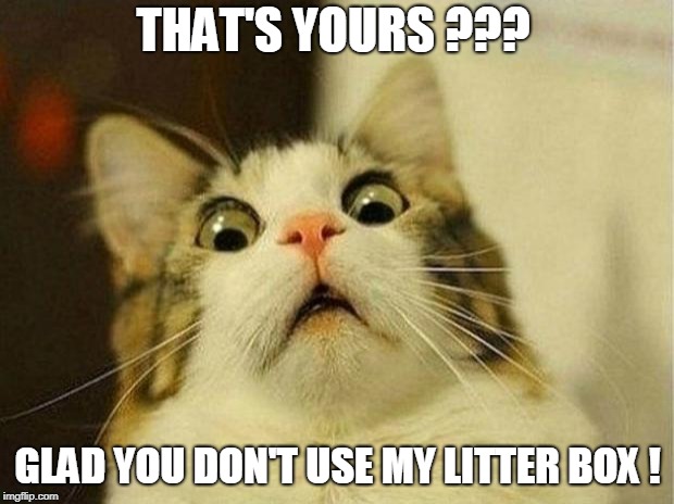 Scared Cat Meme | THAT'S YOURS ??? GLAD YOU DON'T USE MY LITTER BOX ! | image tagged in memes,scared cat | made w/ Imgflip meme maker