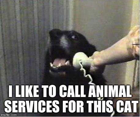 Yes this is dog | I LIKE TO CALL ANIMAL SERVICES FOR THIS CAT | image tagged in yes this is dog | made w/ Imgflip meme maker